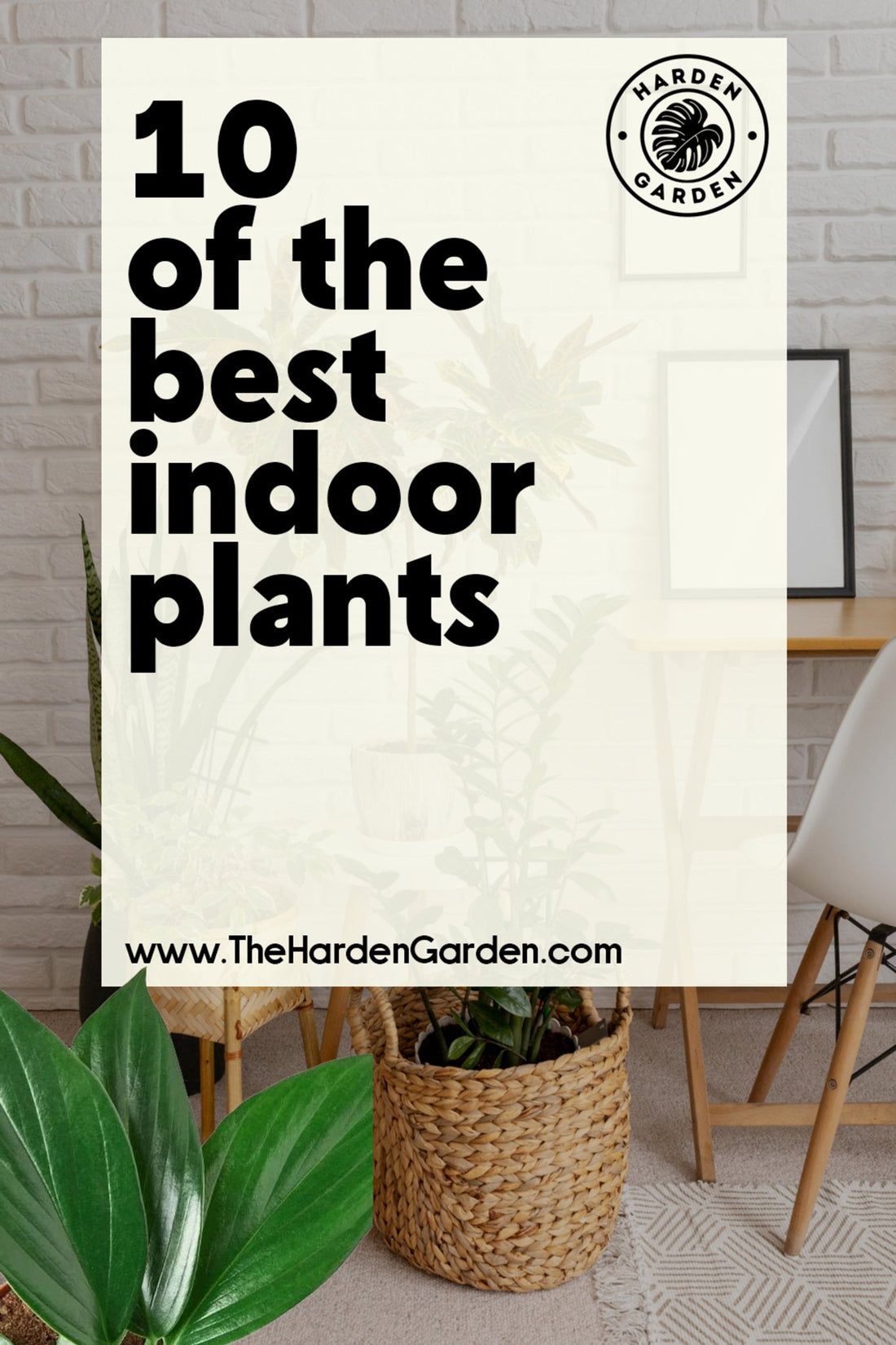 10 Must-Have Indoor Plants to Enhance Your Living Space - TheHardenGarden