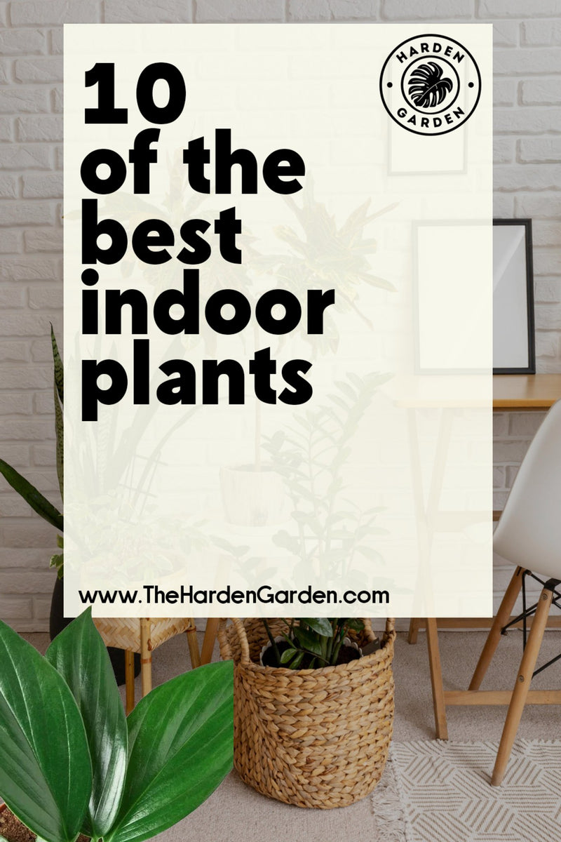 10 Must-Have Indoor Plants to Enhance Your Living Space – TheHardenGarden