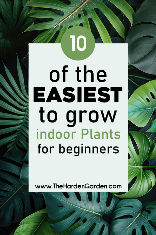 10 of the easiest to grow indoor plants for beginner - TheHardenGarden