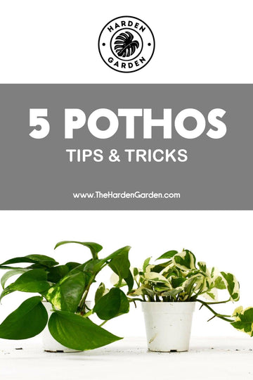 5 Pothos Care Tips & Tricks: Unleash the Full Potential of Your Vining Beauty - TheHardenGarden