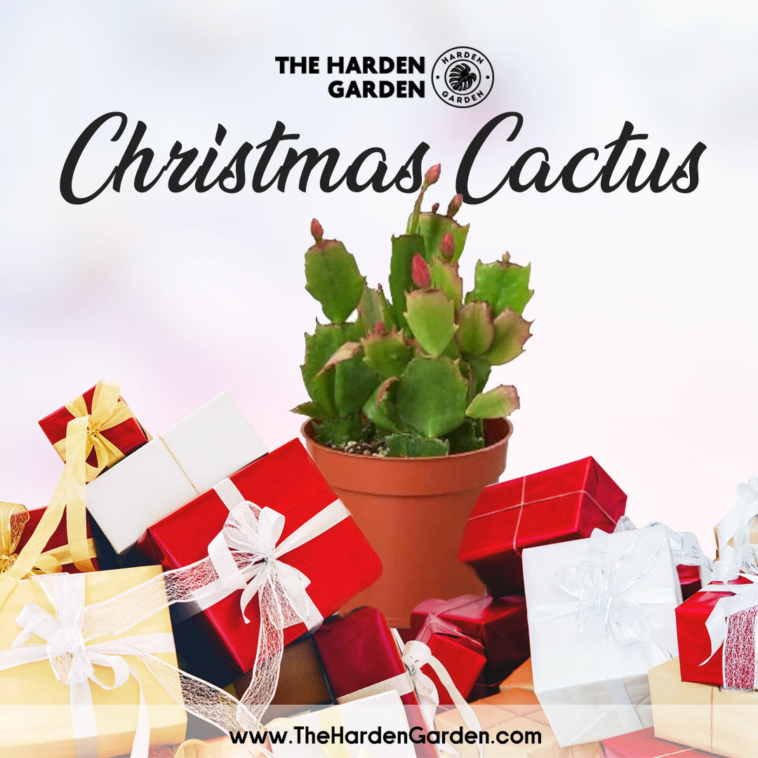 How to Care for Your Christmas Cactus: A Festive Guide to Thriving Blooms