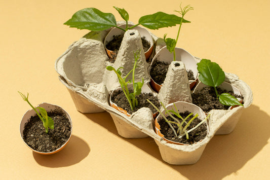 How to Use an Eggshell Seed Starter for Healthier Plants