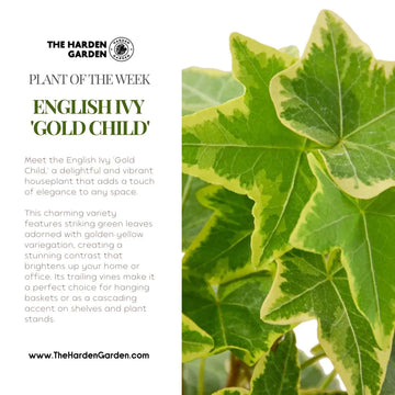 Grow and Glow: Meet English Ivy 'Gold Child'