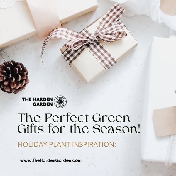 Holiday Plant Inspiration: The Perfect Green Gifts for the Season!