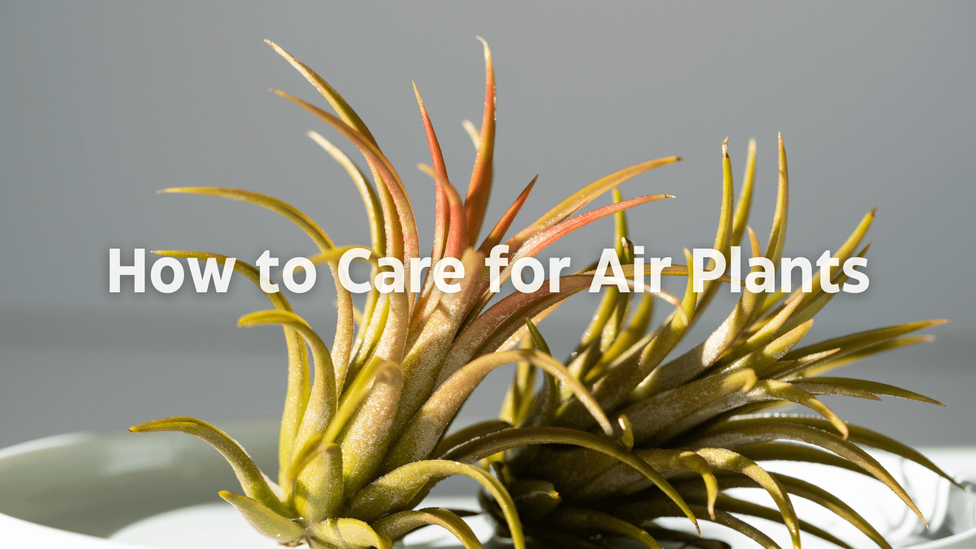 How To Care For Air Plants