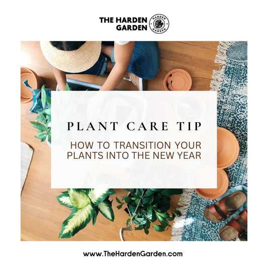 How to Transition Your Plants into the New Year