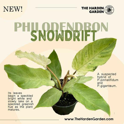 Meet the Philodendron 'Snowdrift' — A Unique Beauty