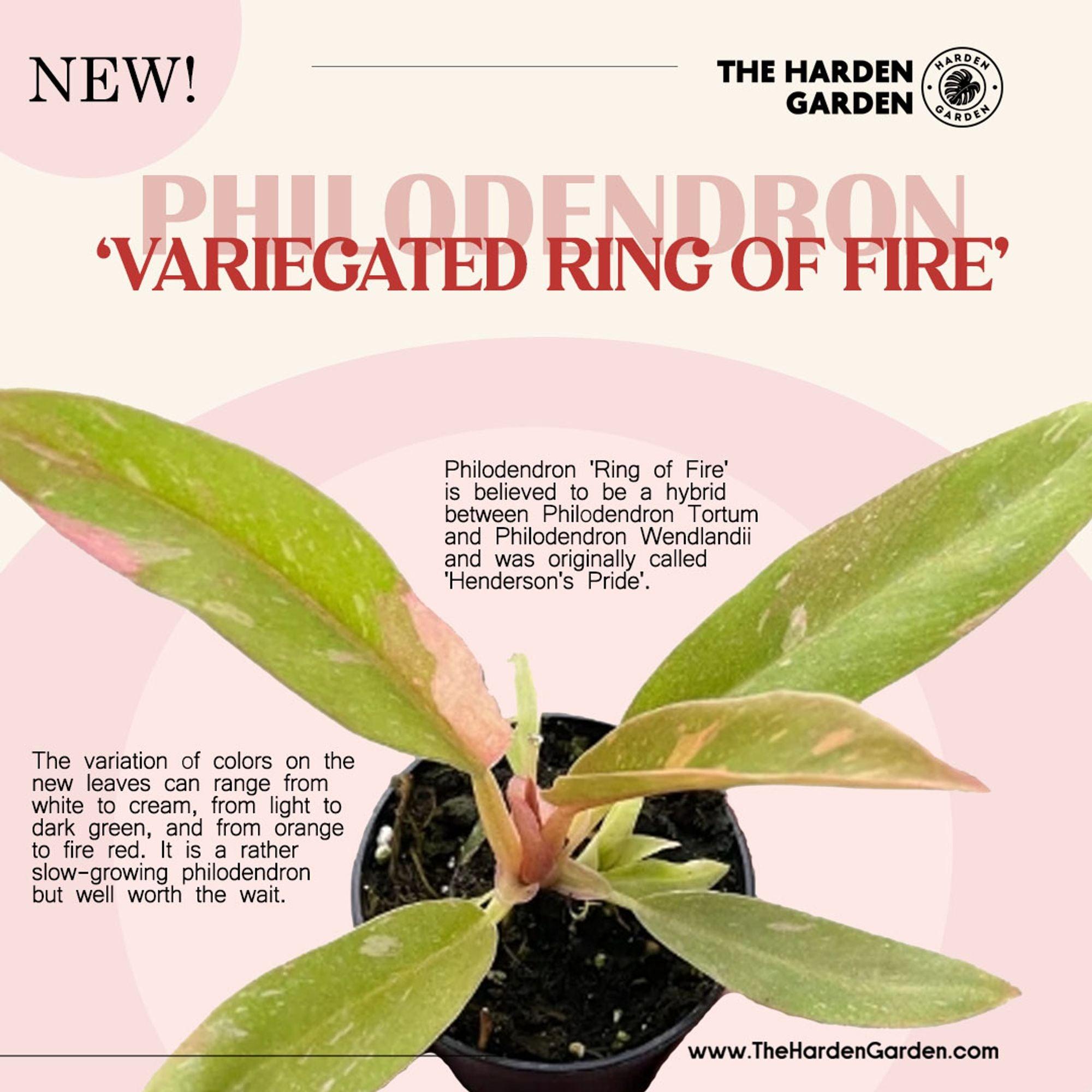 The Variegated Ring of Fire Philodendron: A Colorful Marvel