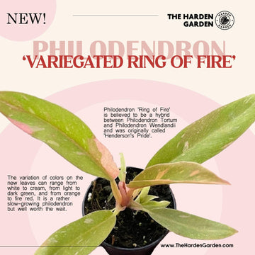 The Variegated Ring of Fire Philodendron: A Colorful Marvel