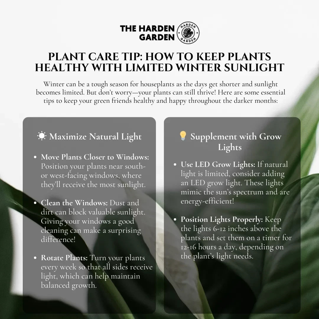 Plant Care Tips: How to Keep Plants Healthy with Limited Winter Sunlight