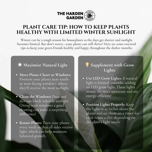 Plant Care Tips: How to Keep Plants Healthy with Limited Winter Sunlight