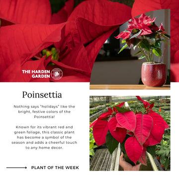 Poinsettia Care: Keep Your Holiday Star Shining