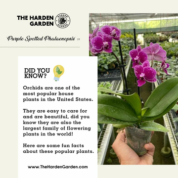 The Purple Spotted Phalaenopsis: A Symphony of Elegance