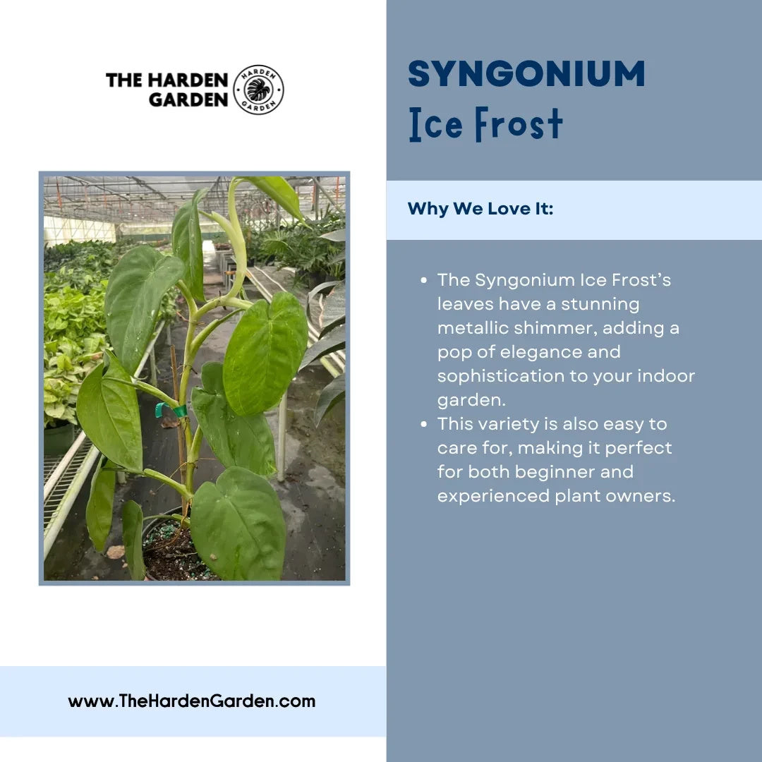 Syngonium Ice Frost: The Perfect Winter Plant for Your Home