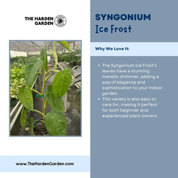 Syngonium Ice Frost: The Perfect Winter Plant for Your Home