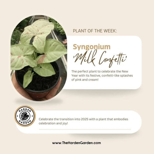 Syngonium Milk Confetti: The Delicate Beauty Your Home Needs