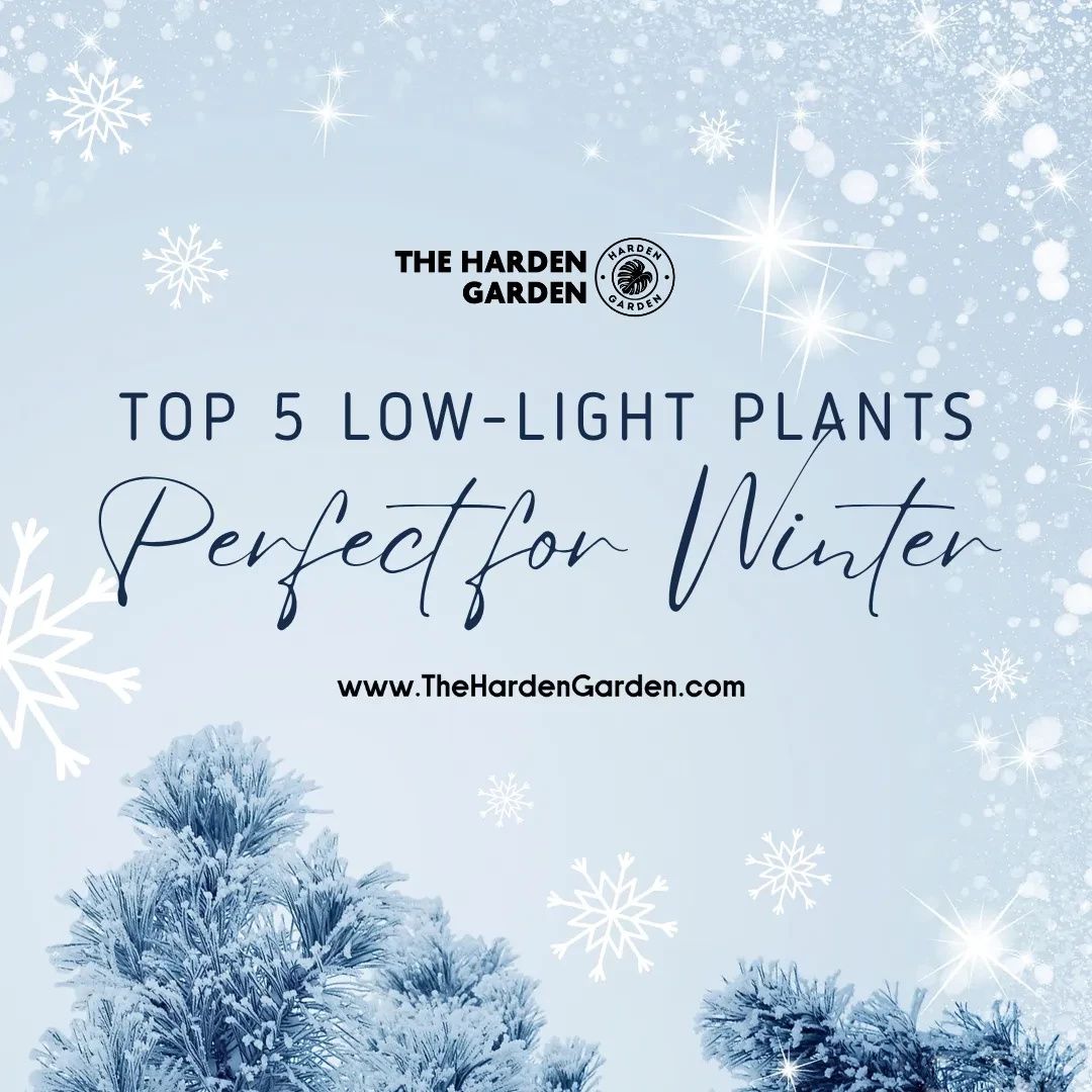 Top 5 Low-Light Plants for Your Home or Office This Winter