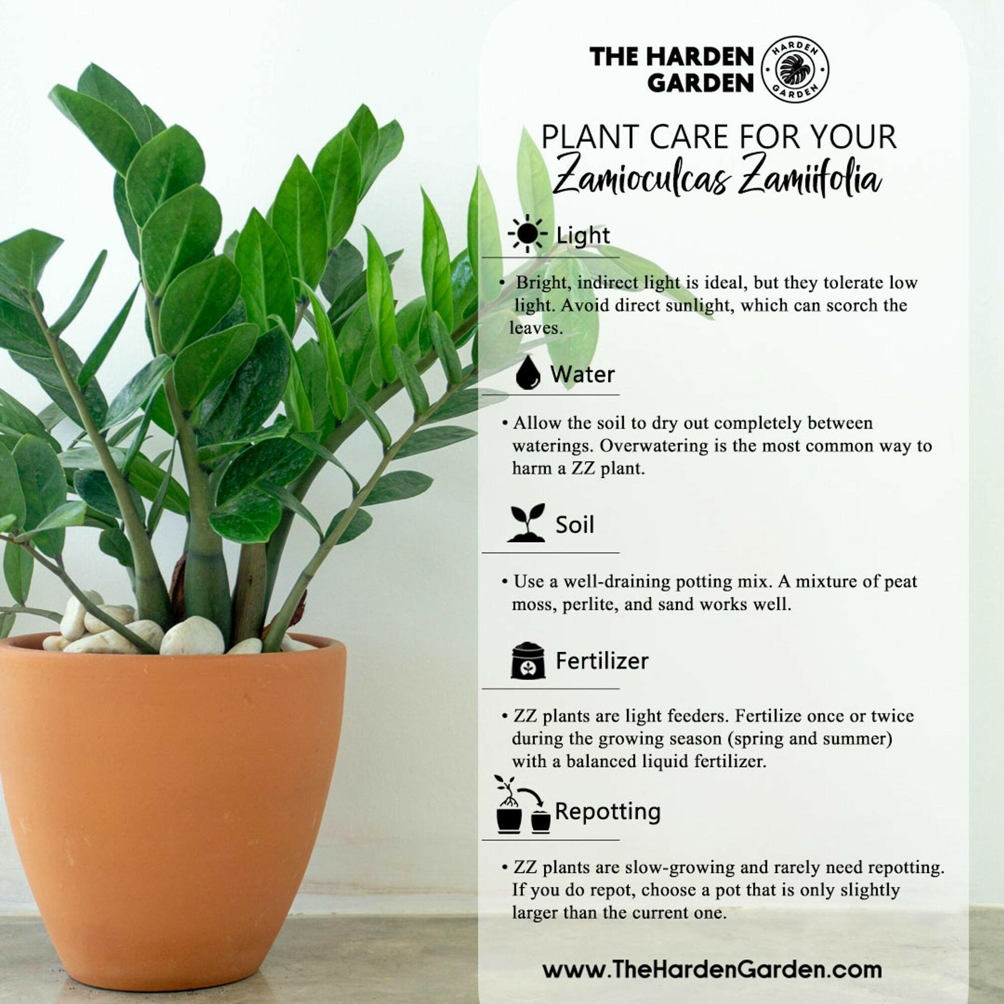 Caring for Your ZZ Plant: The Hardy, Low-Maintenance Gem