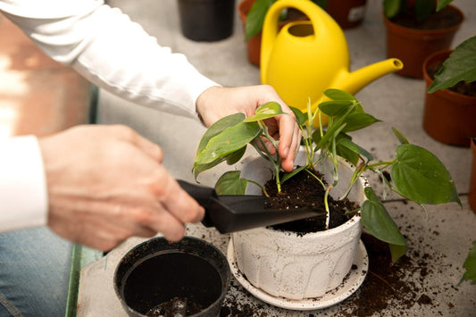 Best Fertilizer for Philodendron - TheHardenGarden