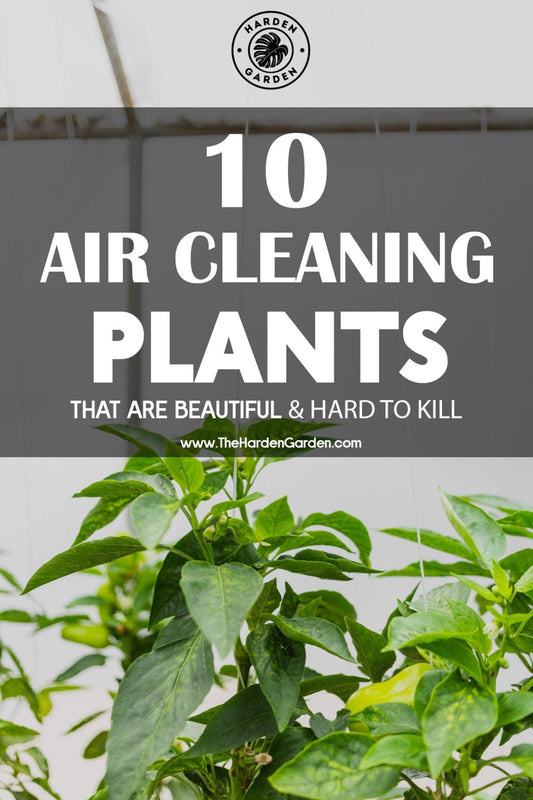 Breathe Easy: 10 Air-Cleaning Plants to Purify Your Home - TheHardenGarden