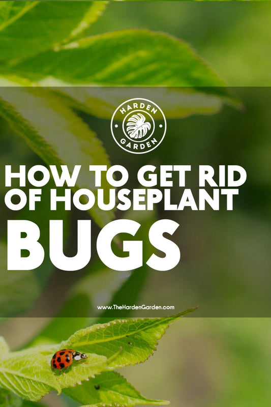 Bye-Bye, Buggers! A Plant Parent's Guide to Pest Patrol - TheHardenGarden