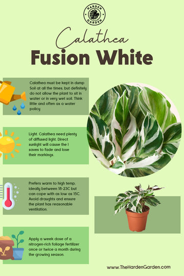 Calathea ‘Fusion White’: A Striking Tropical Houseplant - TheHardenGarden