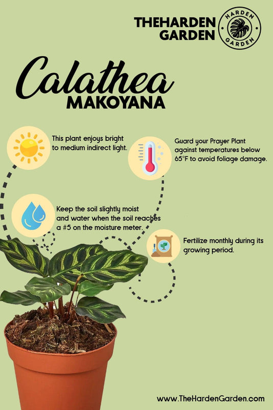 Calathea Makoyana: The Gorgeous Houseplant That Will Make You Work for It - TheHardenGarden