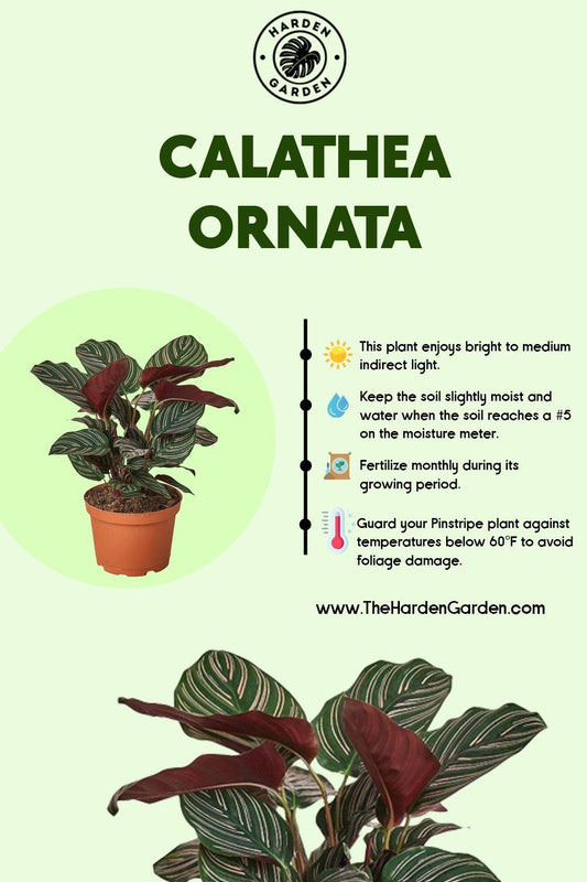 Calathea Ornata: Your Ticket to a Tropical Oasis (Without Leaving Home!) - TheHardenGarden