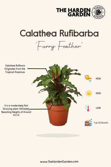 Calathea Rufibarba Care – The Definitive Guide - TheHardenGarden