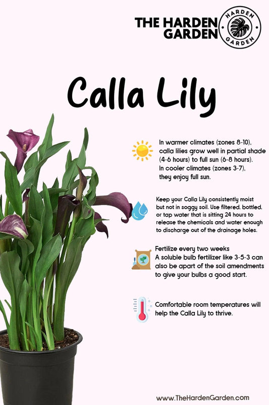 Calla Lily Craze: The Elegant Diva of the Plant World - TheHardenGarden