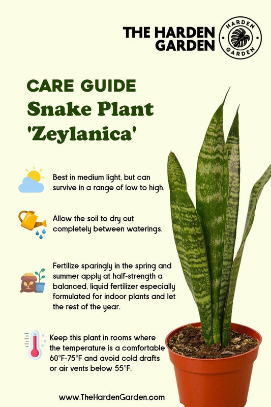 Care Guide: The Low-Maintenance Snake Plant Zeylanica - TheHardenGarden