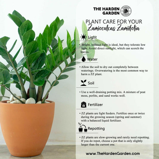 Caring for Your ZZ Plant: The Hardy, Low-Maintenance Gem - TheHardenGarden