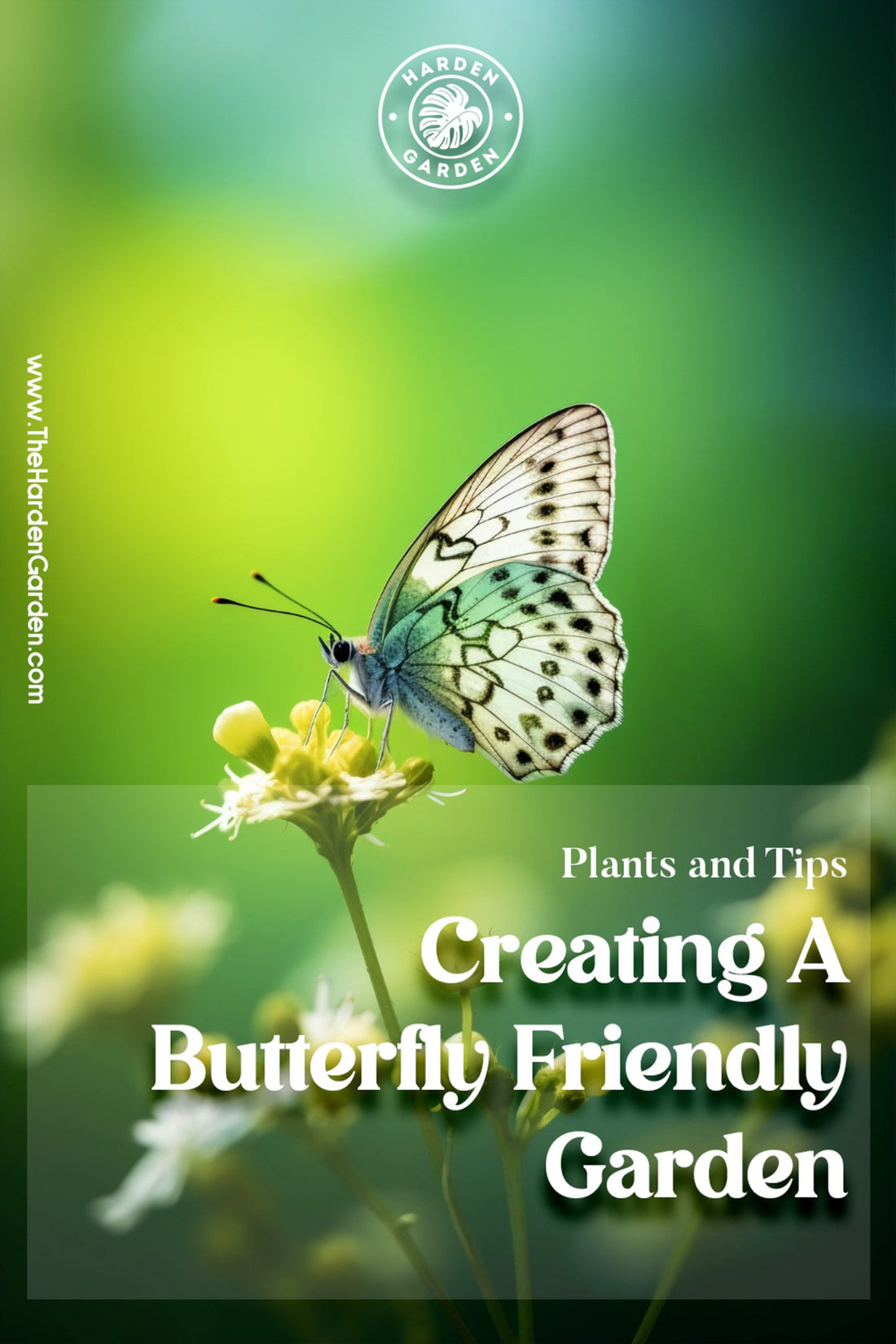 Creating a Butterfly-Friendly Garden: Plants and Tips - TheHardenGarden