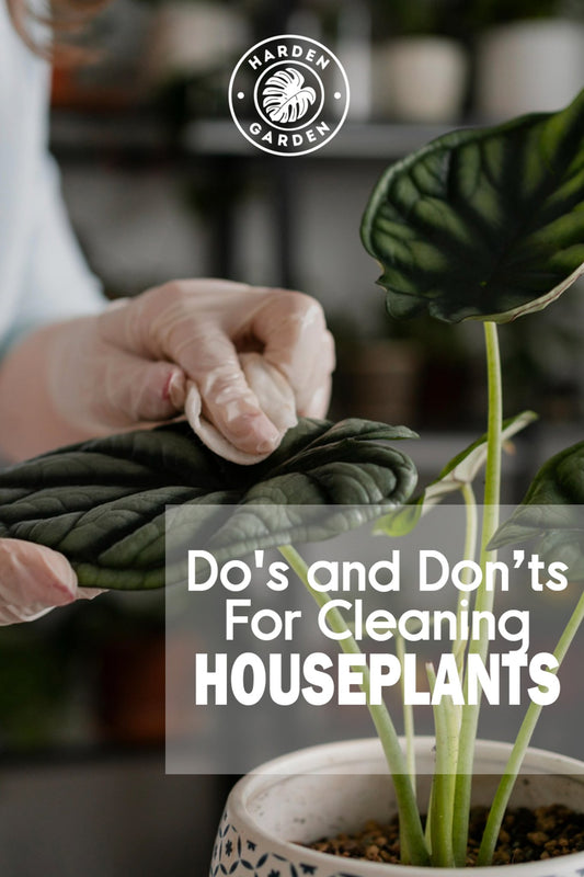 Do’s and Don’t For Cleaning Houseplants - TheHardenGarden