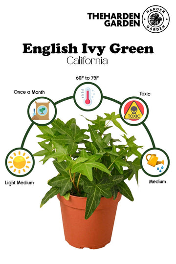 English Ivy: Your New Favorite (and Easy!) Indoor Greenery - TheHardenGarden