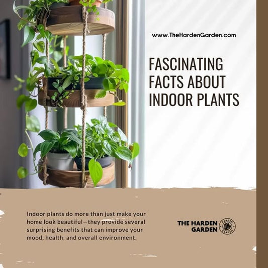 Fascinating Facts About Indoor Plants - TheHardenGarden