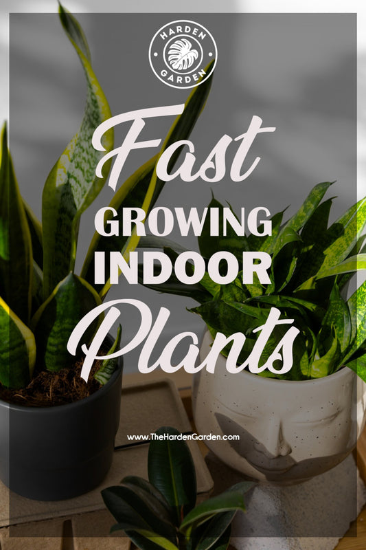 Fast Growing Indoor Plant - TheHardenGarden