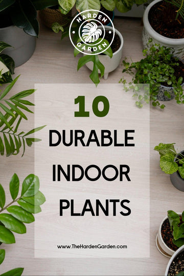 Forgetful? No Worries! 10 Durable Indoor Plants That Thrive on Neglect - TheHardenGarden