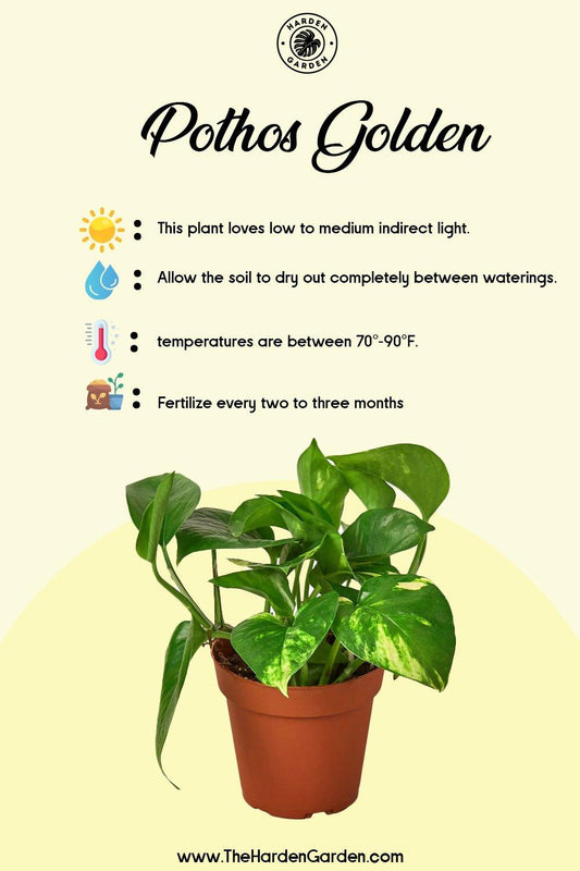 Golden Pothos: Your Plant BFF for a Lush & Lively Home - TheHardenGarden