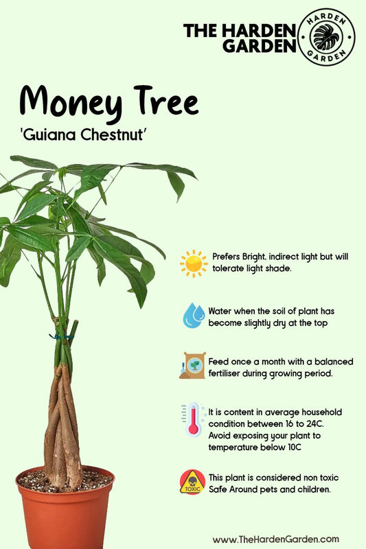 Grow Your Own Luck: A Beginner's Guide to the Money Tree Craze - TheHardenGarden