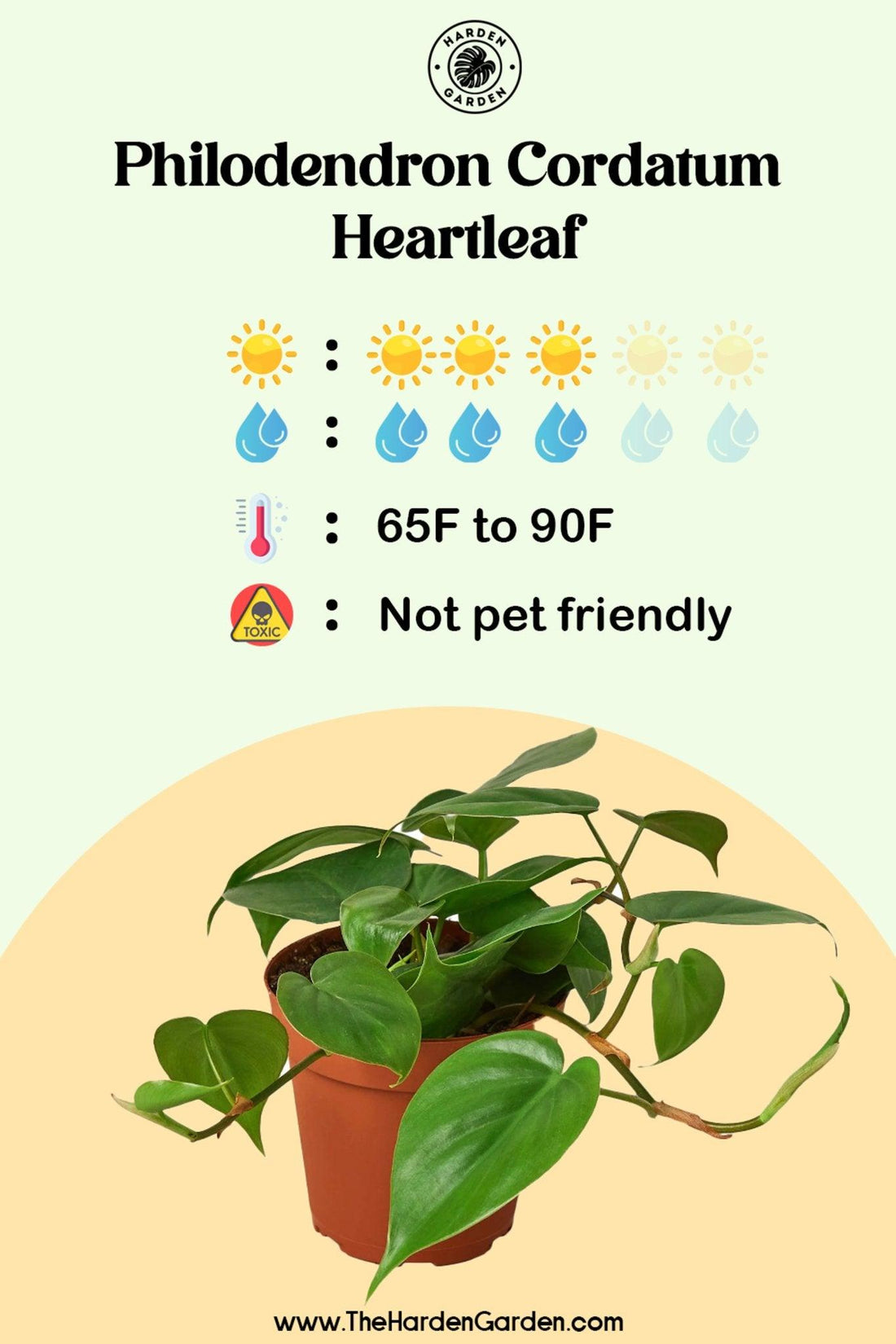 Heartleaf Philodendron: The Effortless, Evergreen Charmer Your Home Needs - TheHardenGarden