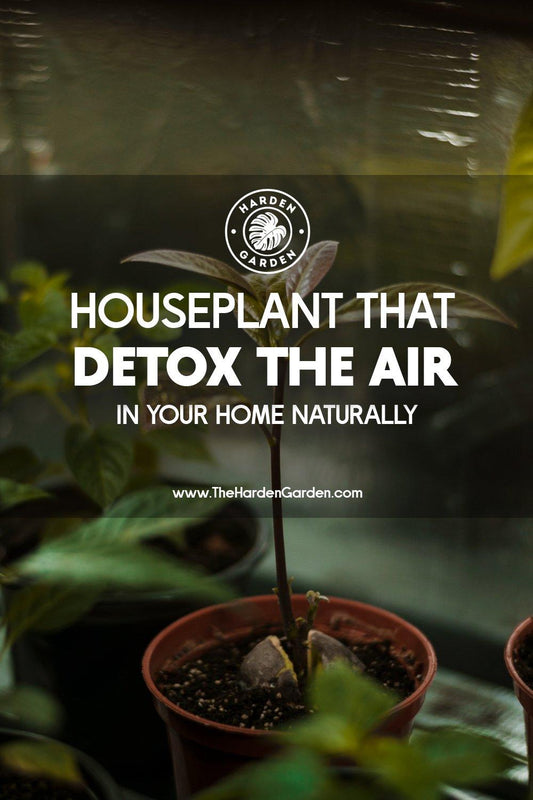 House Plants for Natural Air Detoxification at Home - TheHardenGarden