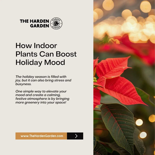 How Indoor Plants Can Boost Your Holiday Mood - TheHardenGarden