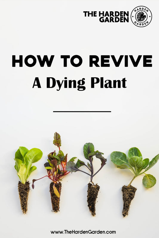 How to Revive a Dying Plant - TheHardenGarden