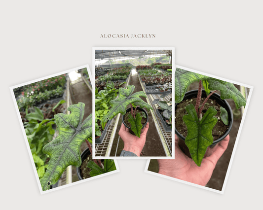 Are Alocasia Easy to Care For? Alocasia Jacklyn Care Secrets Revealed - TheHardenGarden