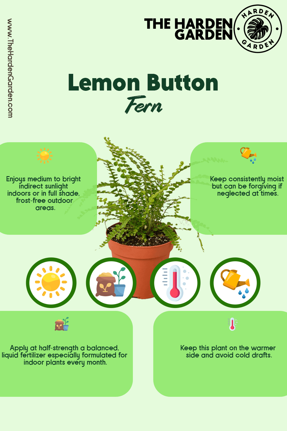 Lemon Button Fern: A Sweet-Scented, Laid-Back Fern for Your Space - TheHardenGarden