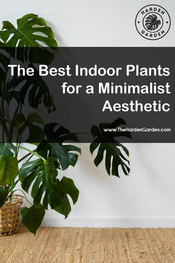 Less is More: The Best Indoor Plants for Minimalist Aesthetics 🪴 - TheHardenGarden