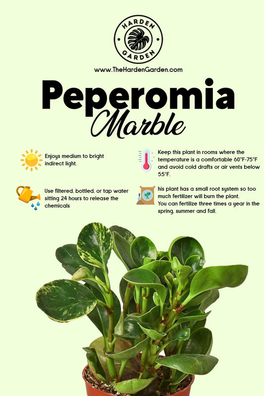 Marble-ous Peperomia: The Plant That's Easier Than Your Morning Coffee - TheHardenGarden