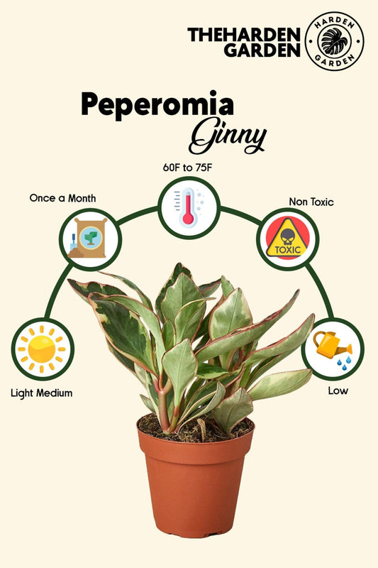 Meet Peperomia Ginny: The Rainbow Queen of Houseplants - TheHardenGarden