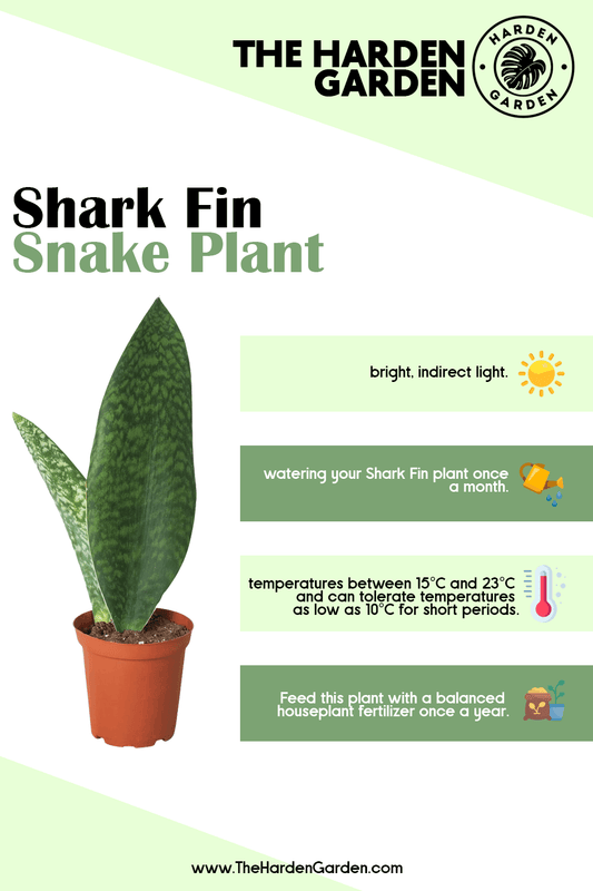 Meet the Shark Fin Plant: Your Next Must-Have Green Companion - TheHardenGarden